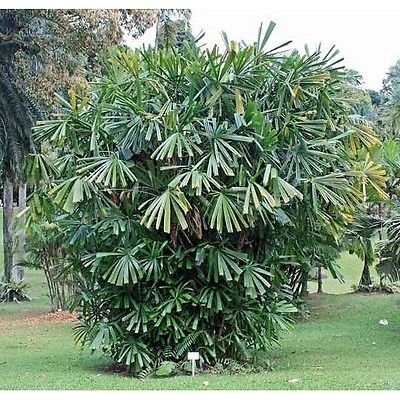 Amazon｜【観葉植物／種子】Licuala Spinosa☆リクアラ・スピノサ